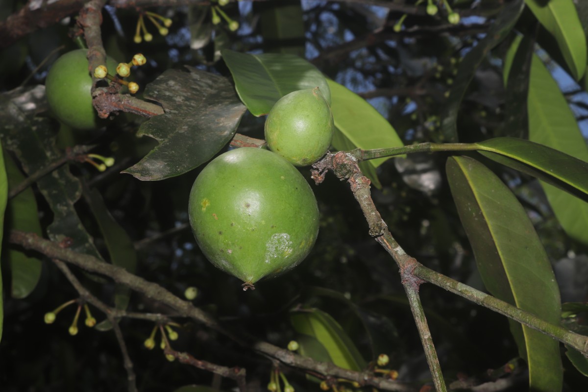 Garcinia xanthochymus Hook.f. ex T.Anderson